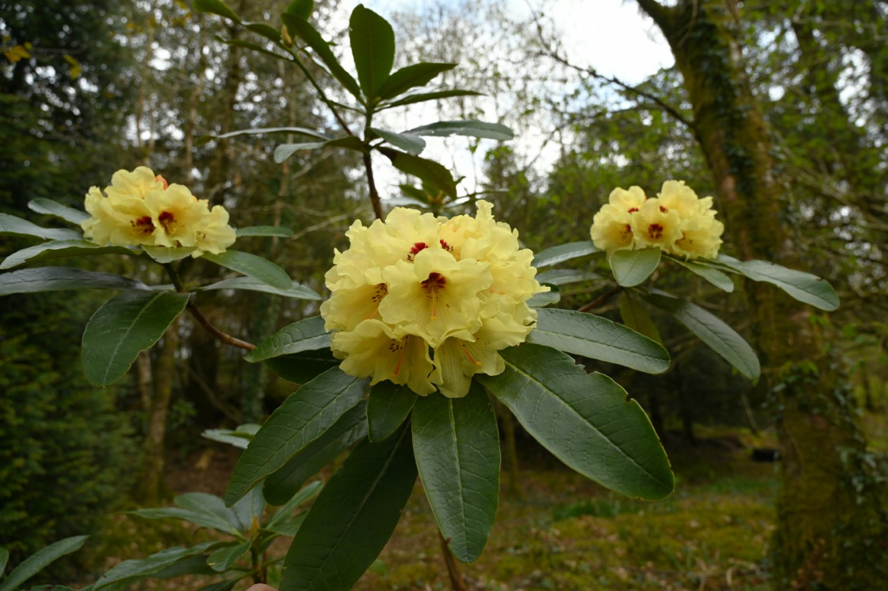 'Nancy Evans' X campylocarpum x macabeanum